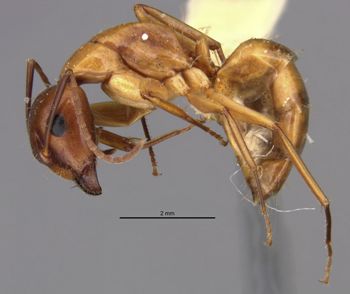 Media type: image;   Entomology 21459 Aspect: habitus lateral view